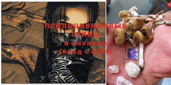 индика Каменногорск