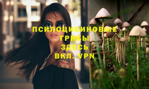 индика Каменногорск